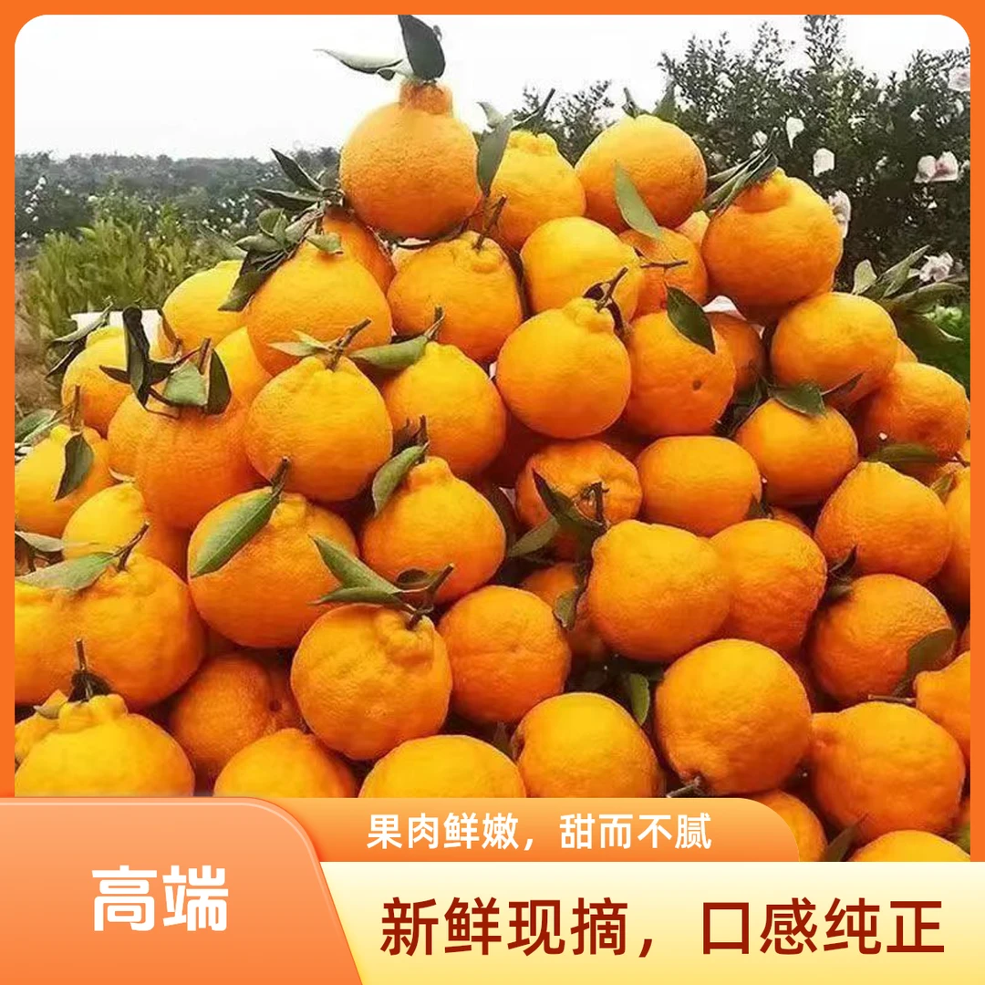 【现货当天摘】四川春见耙耙柑当季新鲜水果粑粑柑蜜橘酸甜薄皮桔子