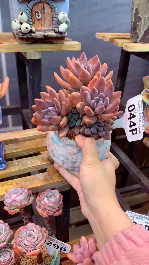 044P  (一物一拍实付满28发货，默认不带盆土）