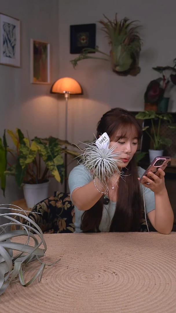 不开花植物U865-空气凤梨-鸡毛掸子（大）