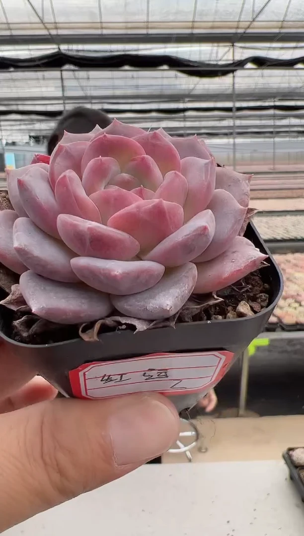 【闪购商品】红韵多肉-2