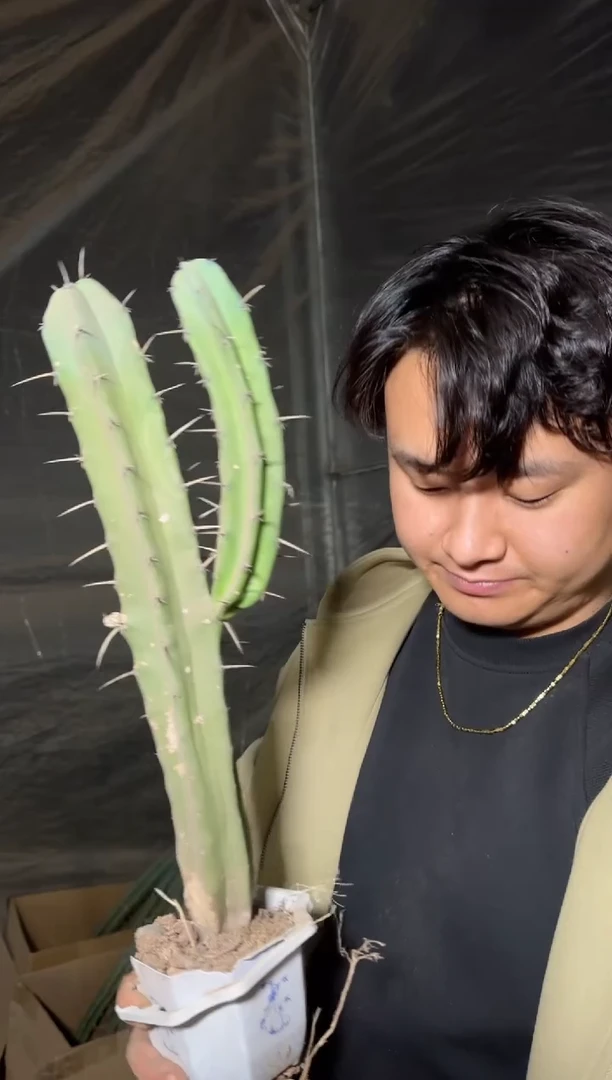 大号 龙神木【带根】不指定带侧芽