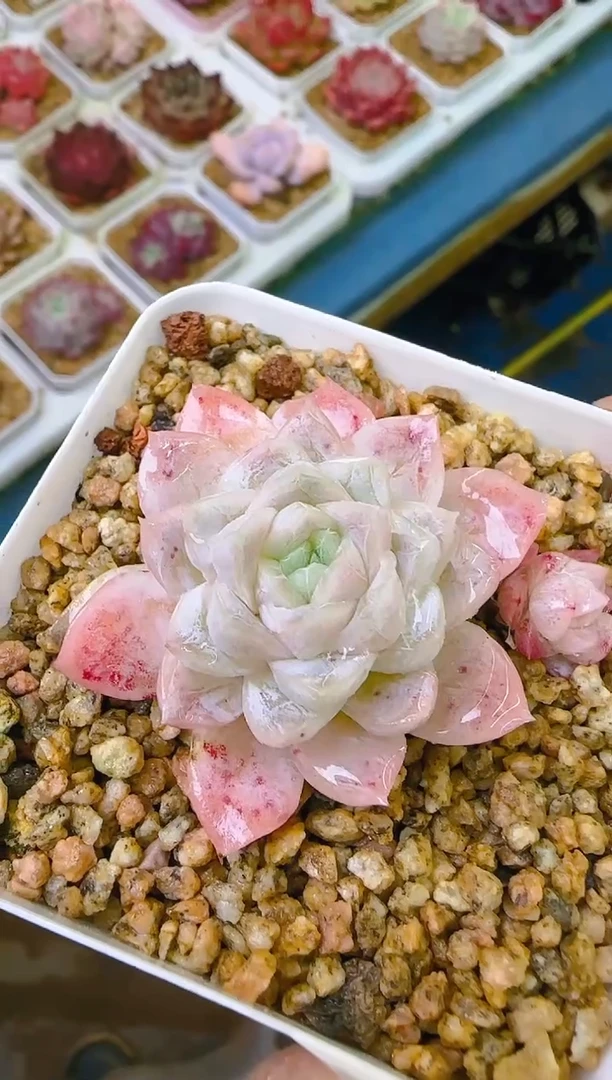 【闪购商品】凭—857—仙农（水晶）