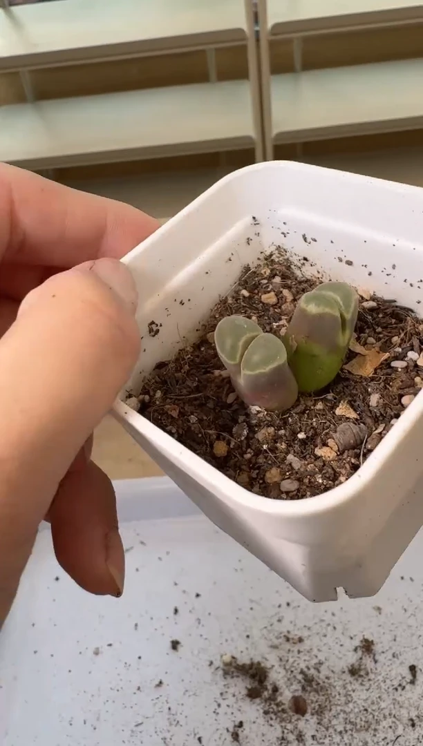 24-23多肉植物肉锥