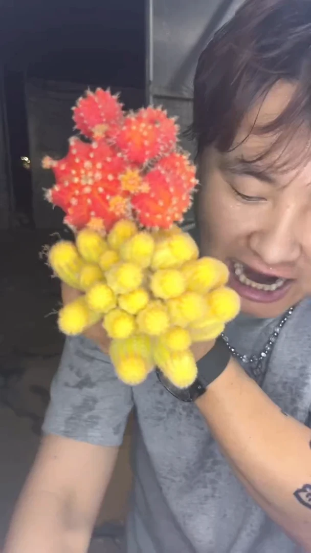 大号 红山吹+红牡丹【嫁接】