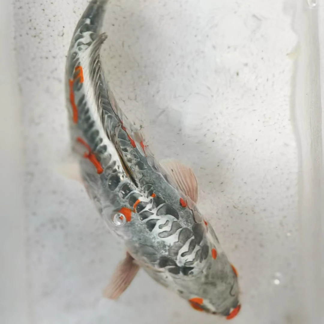 01-100观赏鱼 锦鲤一物一拍全场包邮