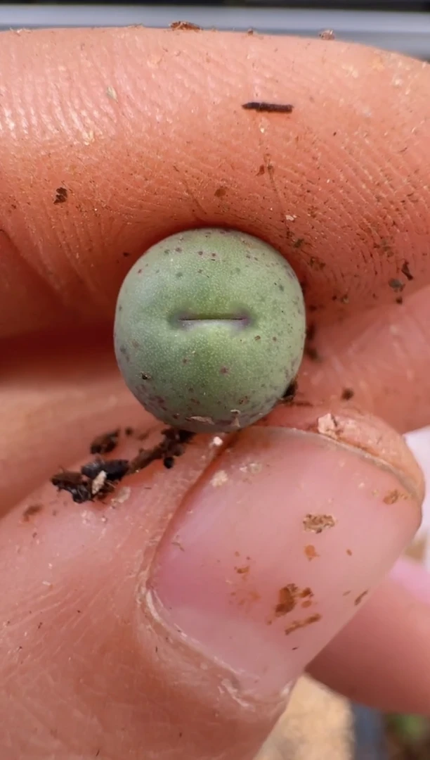 【闪购商品】9-122