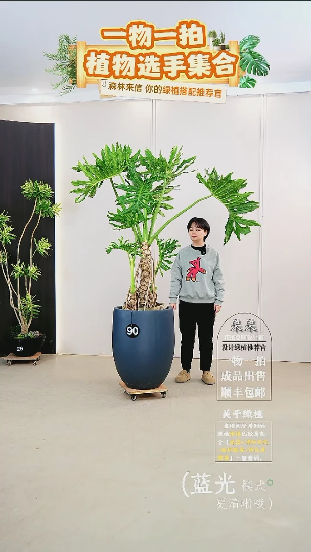 无花朵?*譚龙鳞春羽连盆种好栽好一整套送货上门