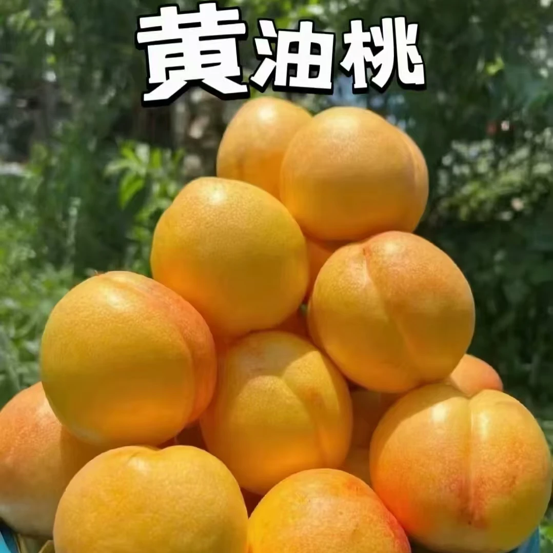 【大董】黄油桃 4斤左右/份山东省