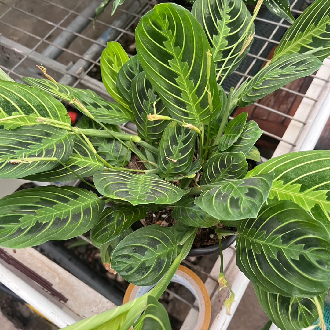 叶蝉竹芋盆栽室内观叶植物四季常青好养水培绿植