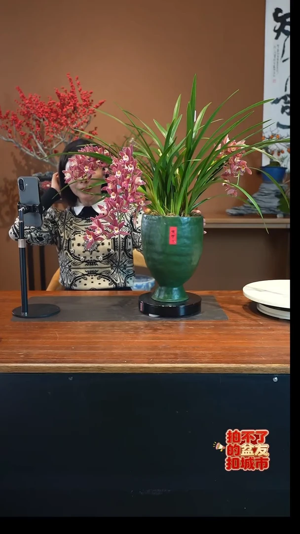 全部花朵红双喜盆景盆景盆景