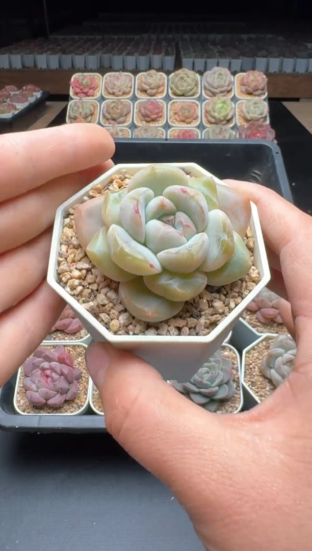 【闪购商品】889号一物一拍珍妮多肉花卉植物3颗起发