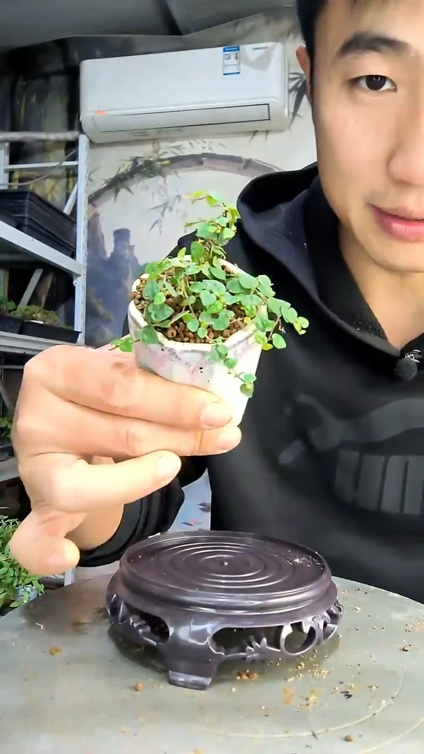 画****?中青园艺一物一拍82