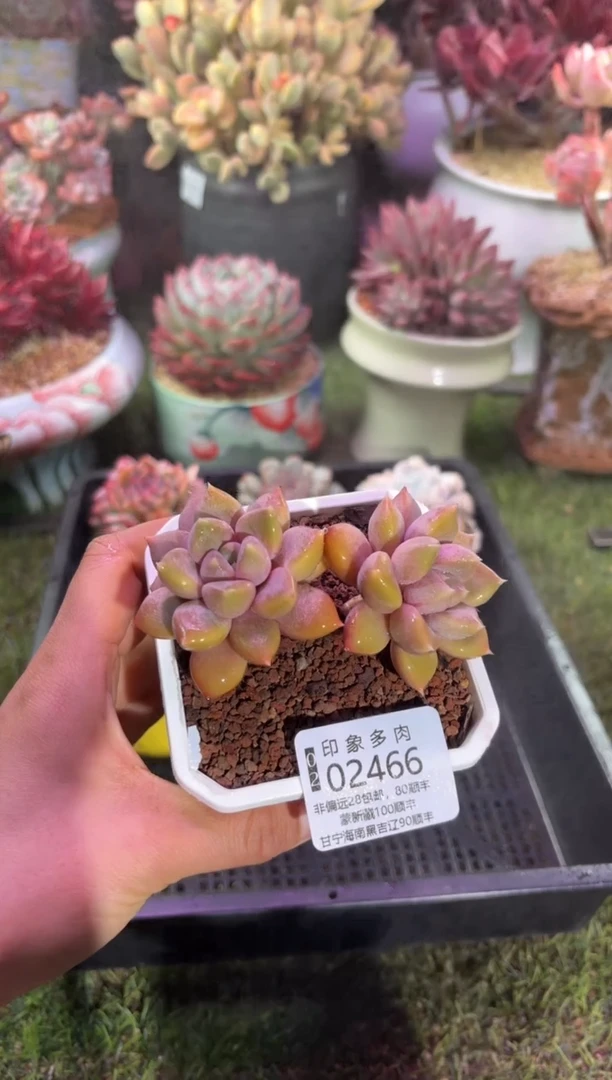 【闪购商品】02466