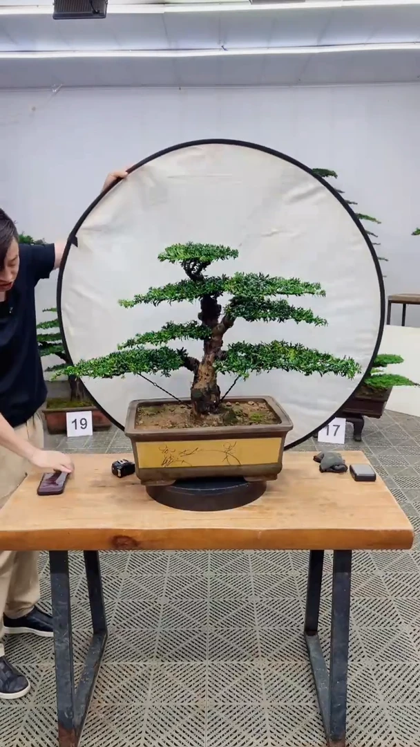 无花朵造型盆景一物一拍
