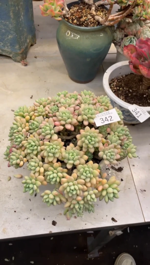 【闪购商品】342鱼子酱