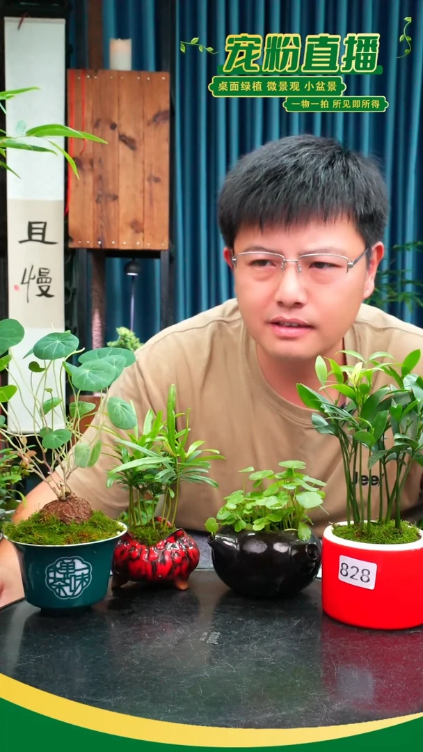 无花朵B****~苔藓微景观828号