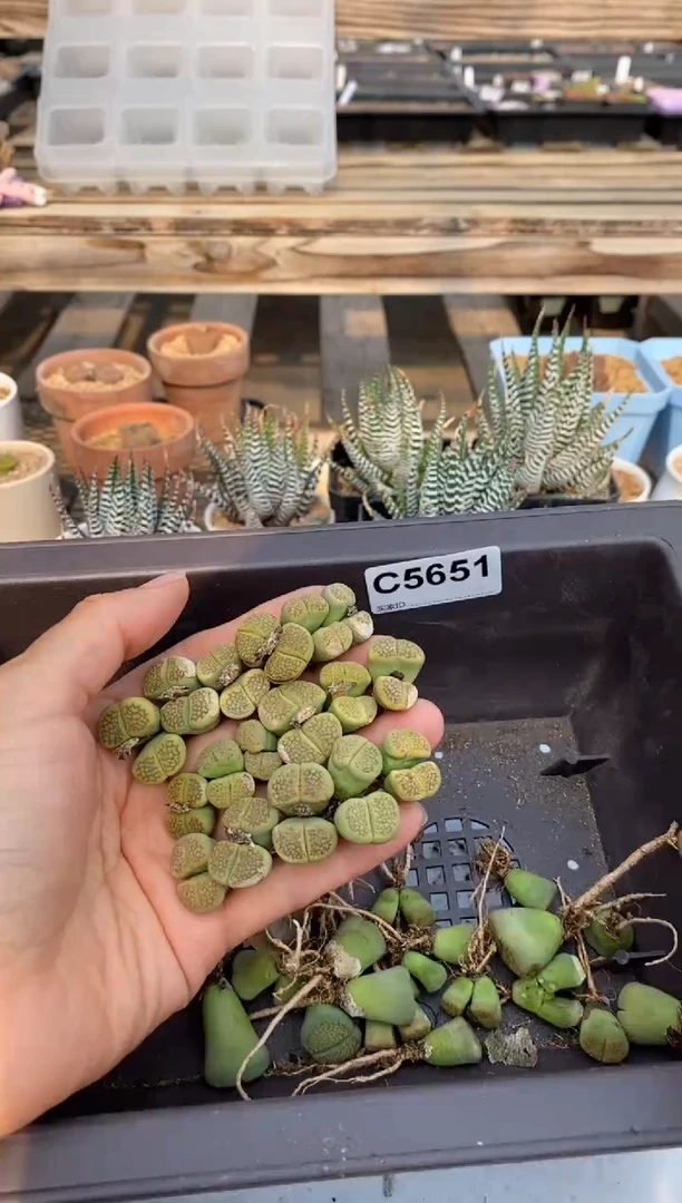 5651直播一物一拍