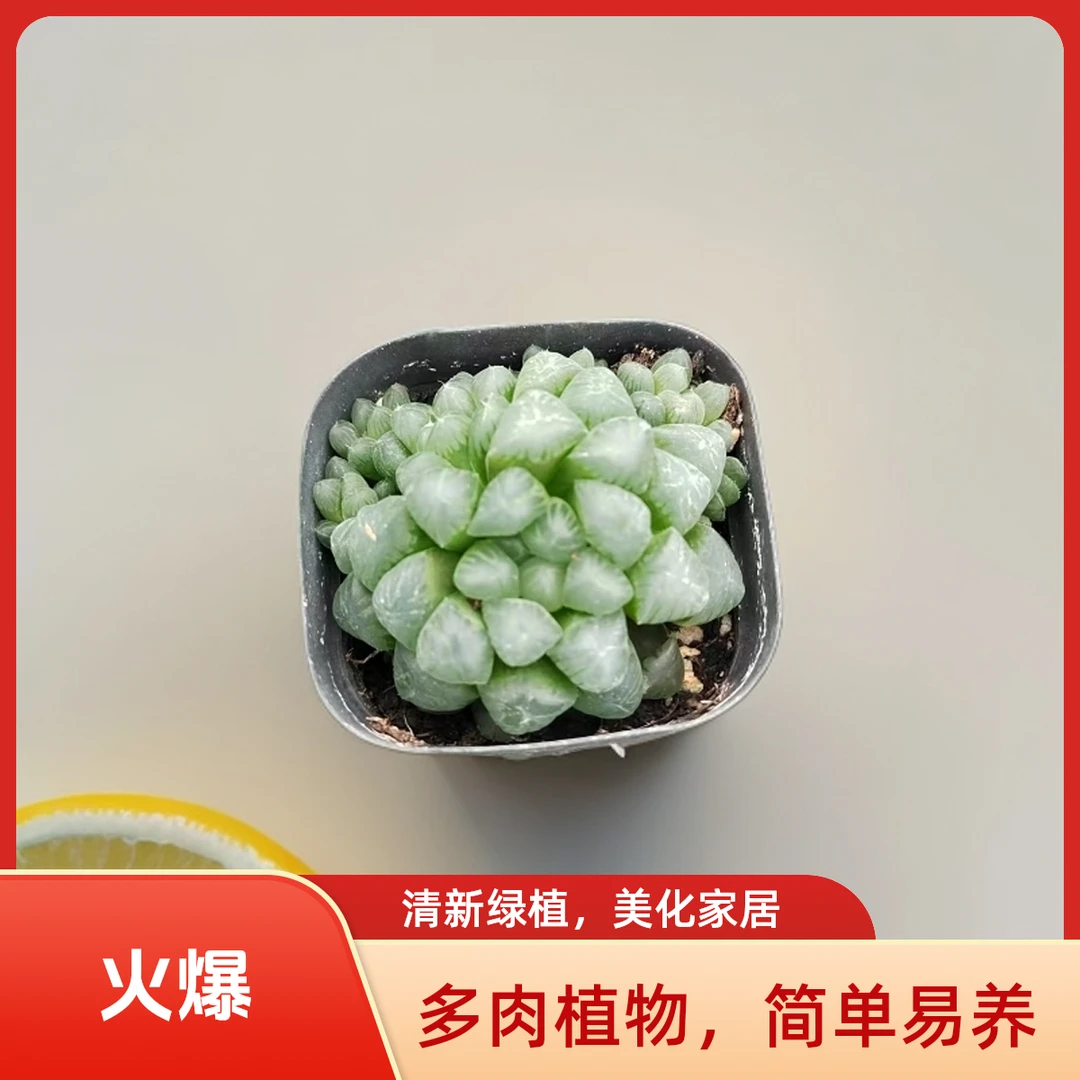 玉露6多肉植物盆栽品种好养适合办公室阳台
