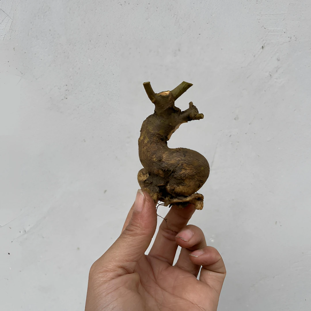 对节白蜡微型素材桩