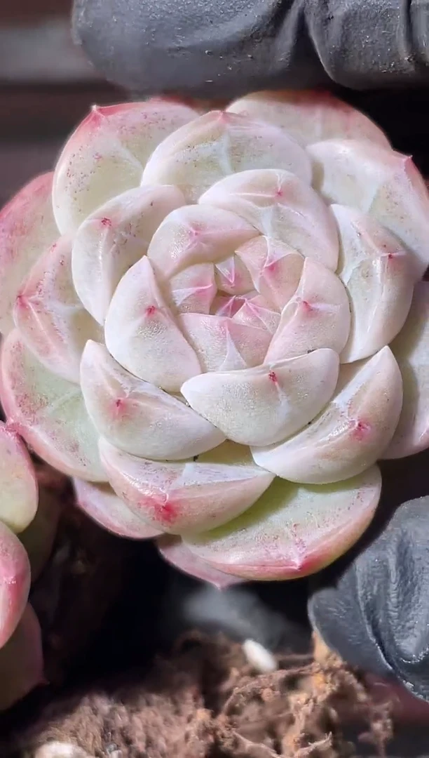 34-42 琉璃珠3-4厘米 量拍发一颗