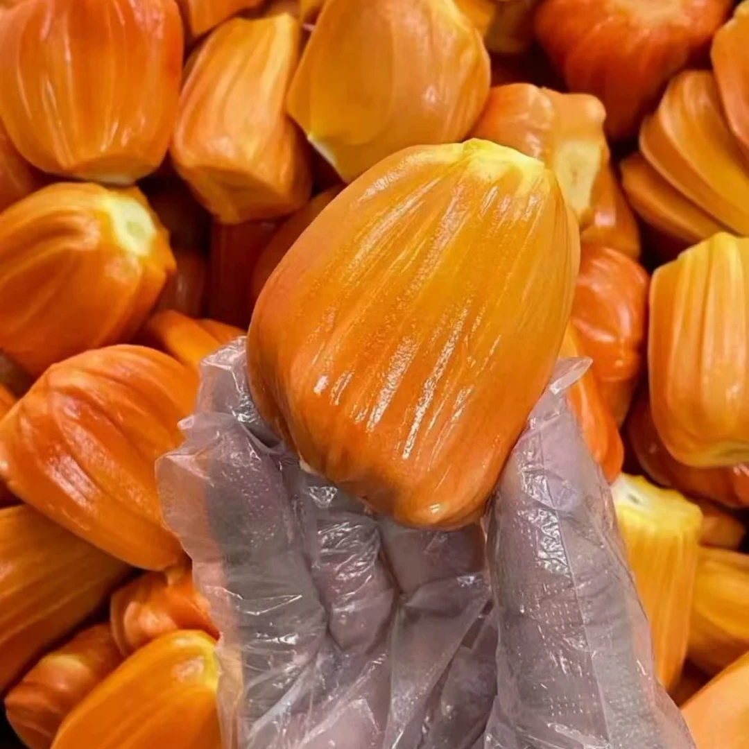 印尼红菠萝蜜嫁接苗 干包红肉 果肉香味浓郁蜜甜  四季品种