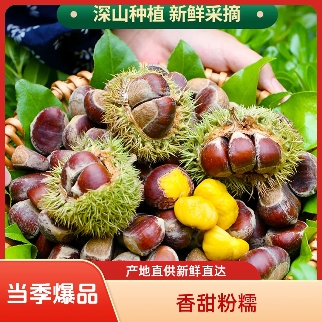 广西恭城高山老树新鲜板栗香甜脆口又甜又糯好剥皮坏果包赔