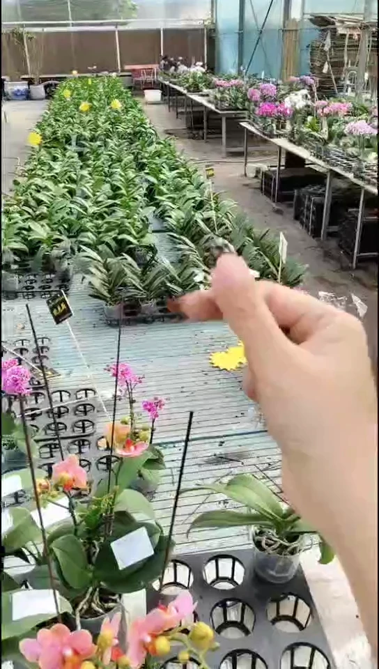 大部分花苞少量开放蓝星 SKSR 预售