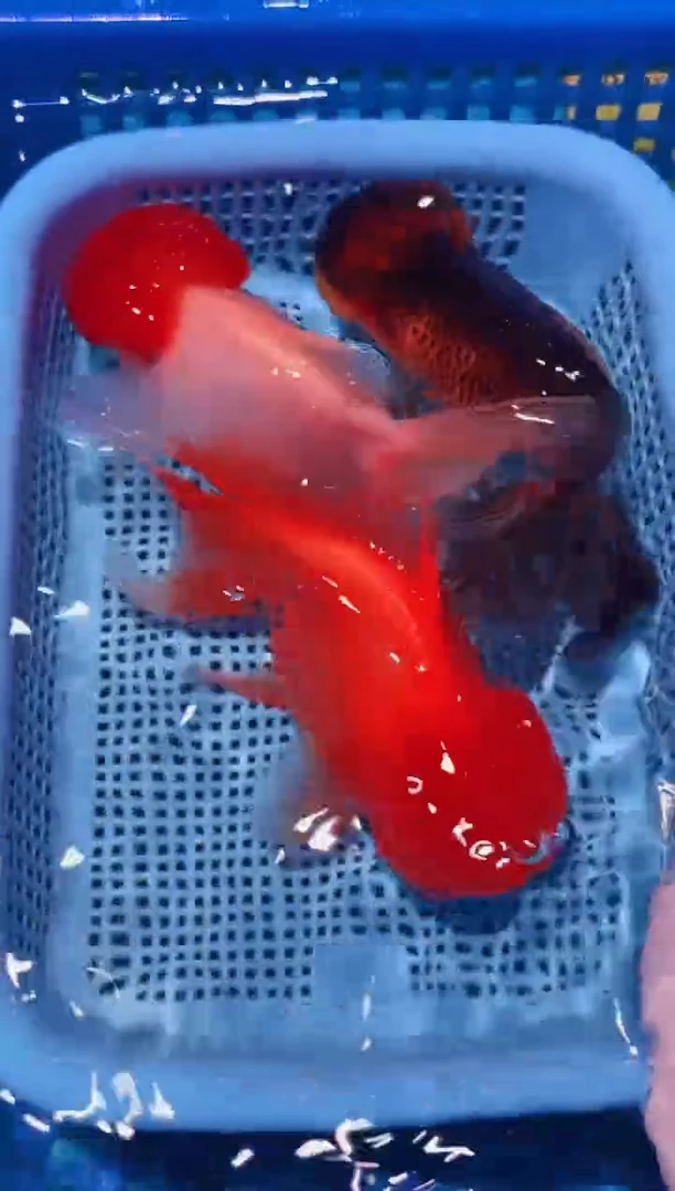 海水鱼一物一拍16