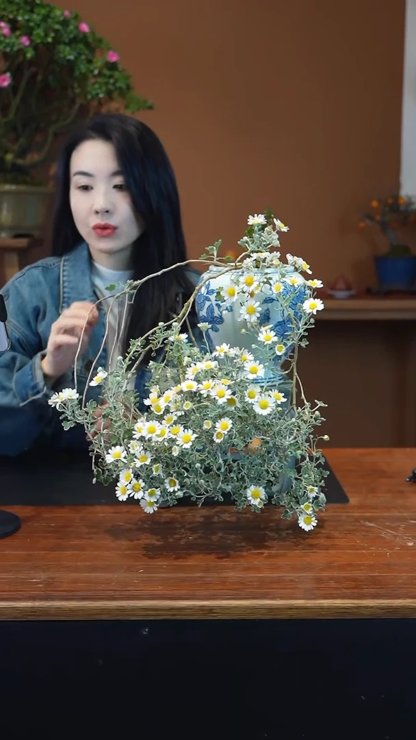 全部花朵山野草盆景盆景盆景