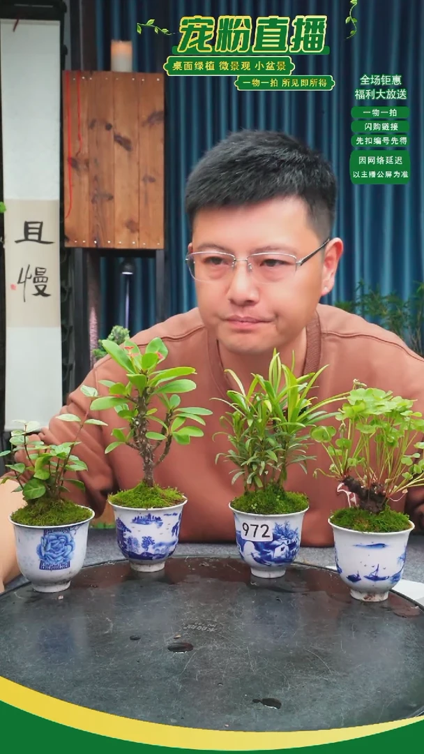 无花朵Д**я苔藓微景观972号