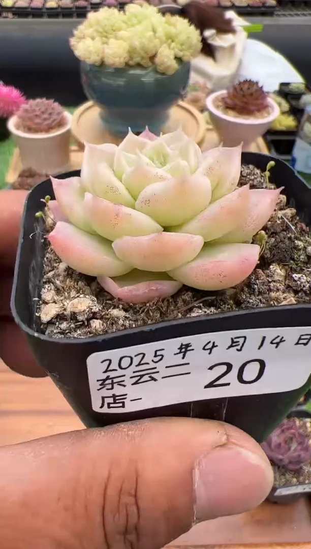 东云多肉园二店-20