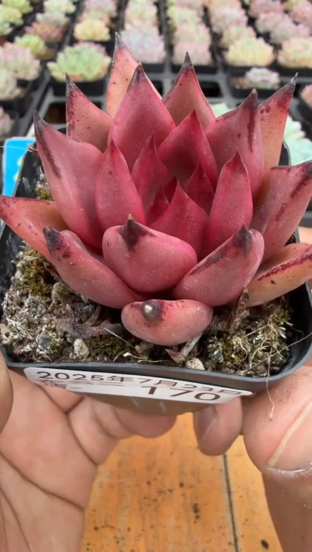 东云多肉园二店-170