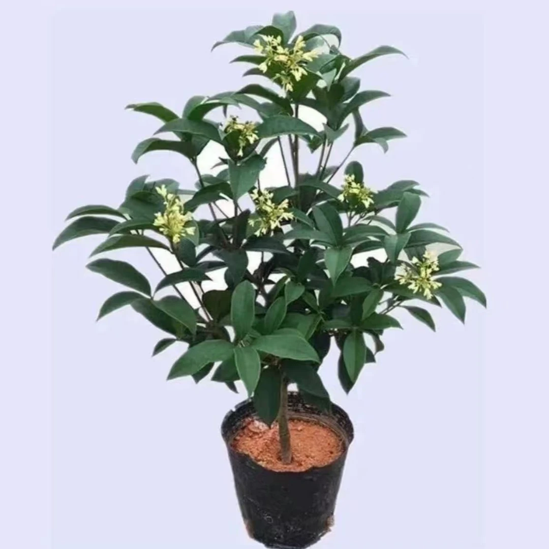 精选四季桂四季开花好养易活耐寒耐热（五年苗）