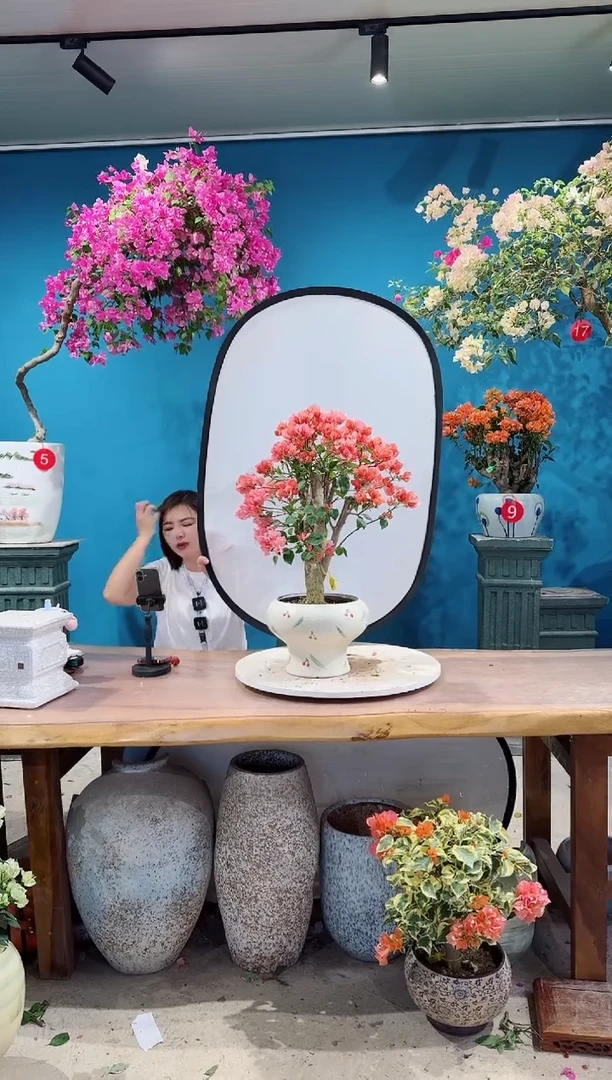 全部花朵不甜西瓜三角梅