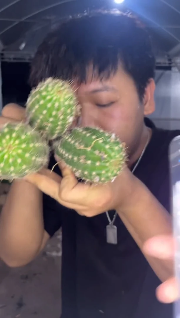3颗 飞碟毛花柱 【带根】