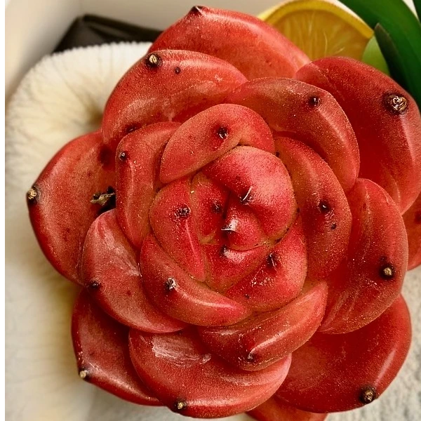 精品无土多肉-红豆【所见即所得】