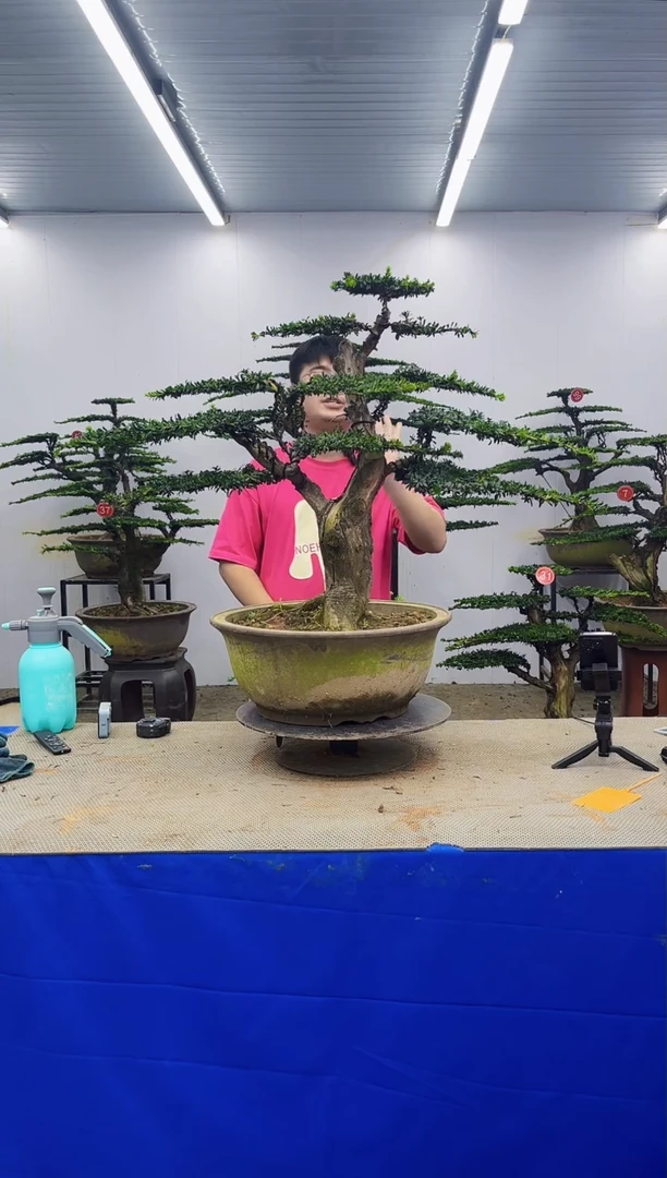 无花朵一物一拍，所见即所得