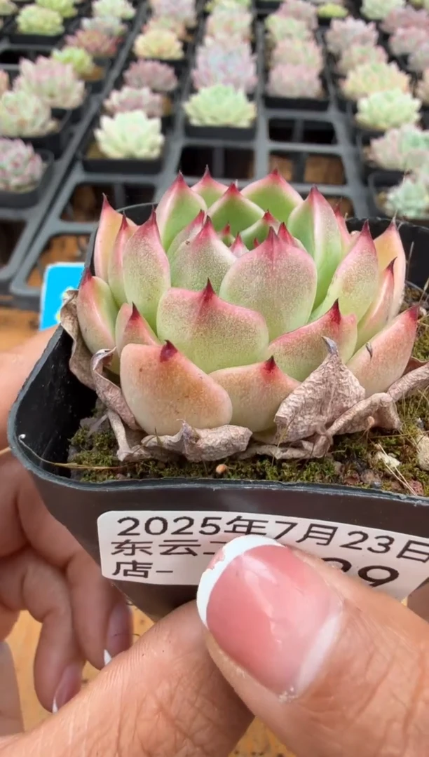 东云多肉园二店-329