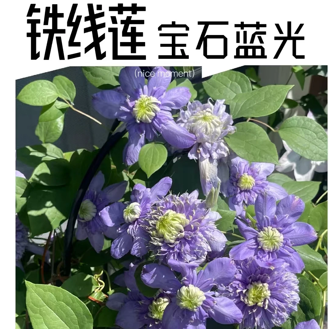 铁线莲 蓝光二类 早花 耐寒耐热 南北方阳台庭院花卉盆栽