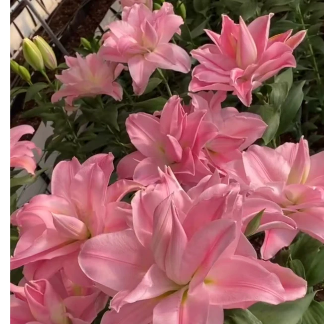 1颗百合种球【伊迪莎19-21】重瓣系列庭院阳台