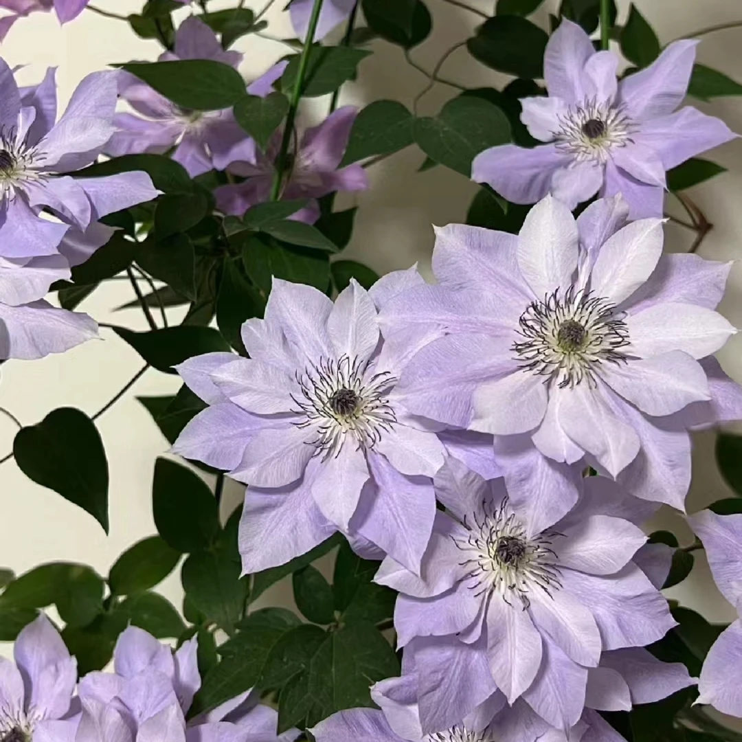 铁线莲中大苗【倒影】阳台庭院地栽盆栽植物 F系三类早花