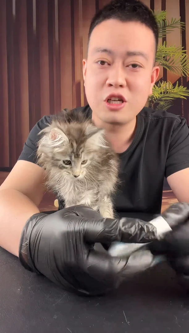 缅因银虎弟弟活体链接