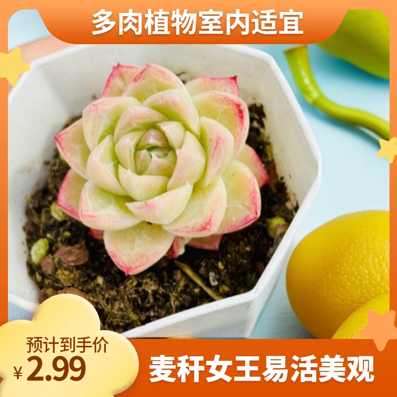 麦秆女王多肉植物适合阳台室内养殖防辐射