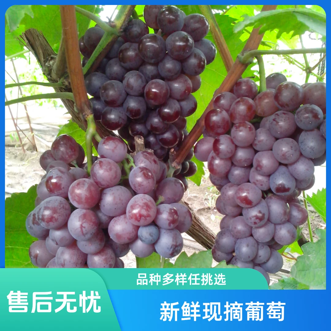 【购物团加购】飓风葡萄250g,半斤飓风大葡萄,新鲜纯甜无酸广西壮族自治区