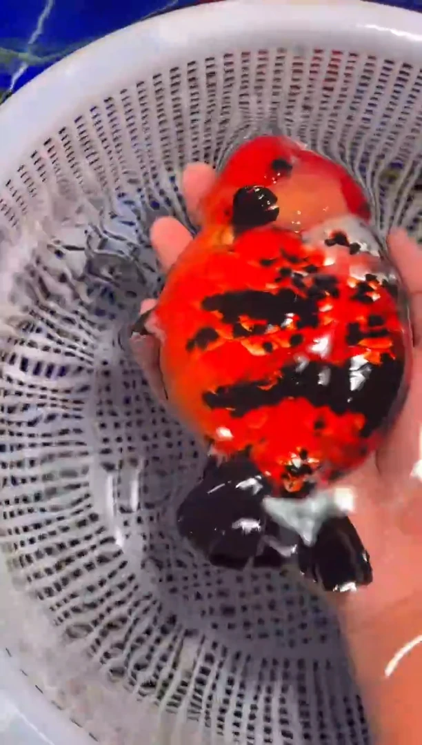 金鱼（运费到付，马印灯下展示）福州追鱼兰寿金鱼