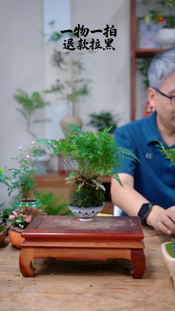 完全开放6*6狼尾蕨718