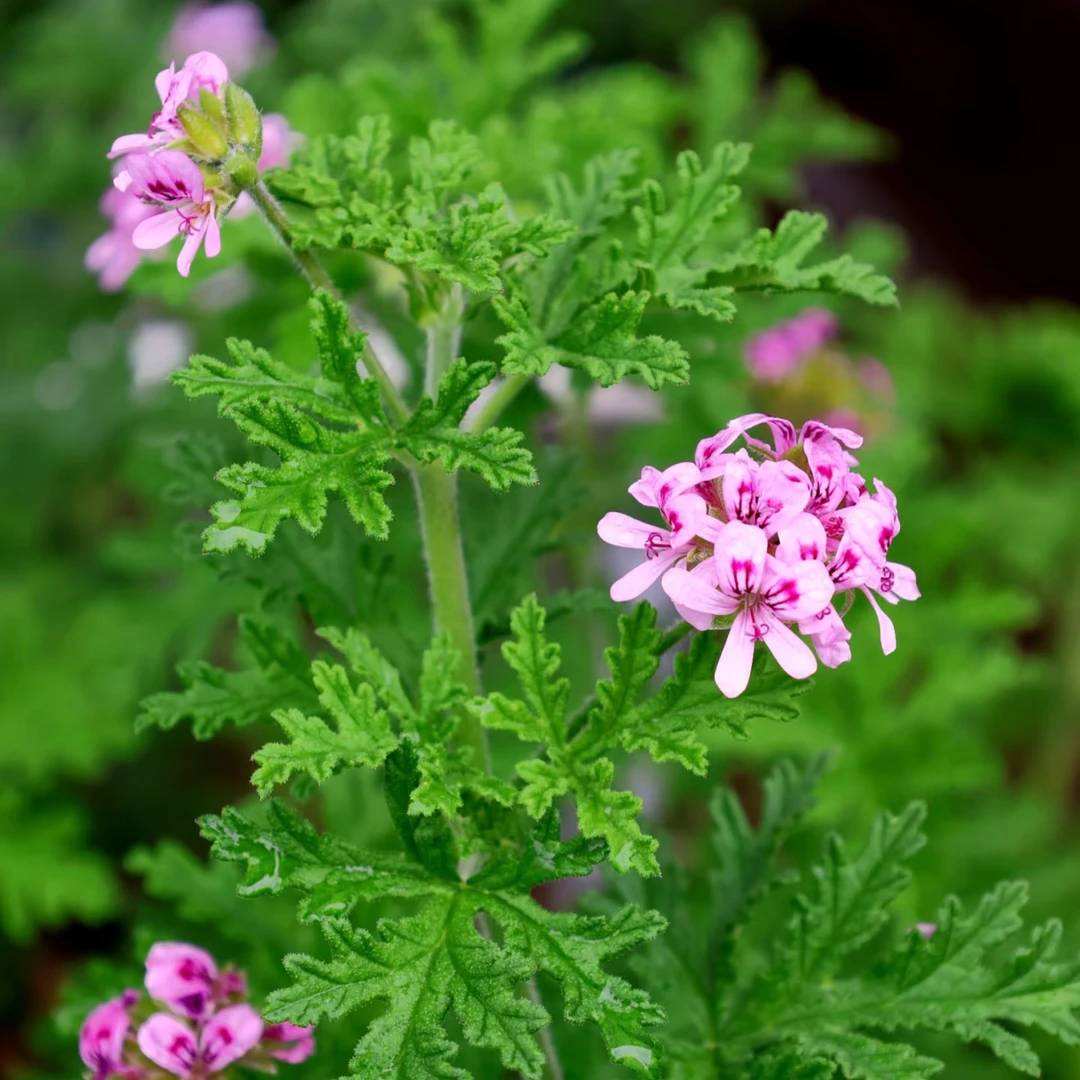 驱蚊草盆栽植物室外室内绿植祛蚊种籽子庭院香叶天竺葵开花防蚊虫