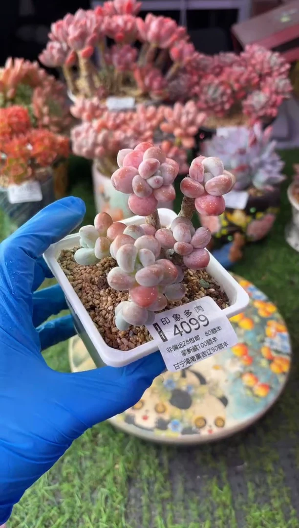 昆明印象多肉4099