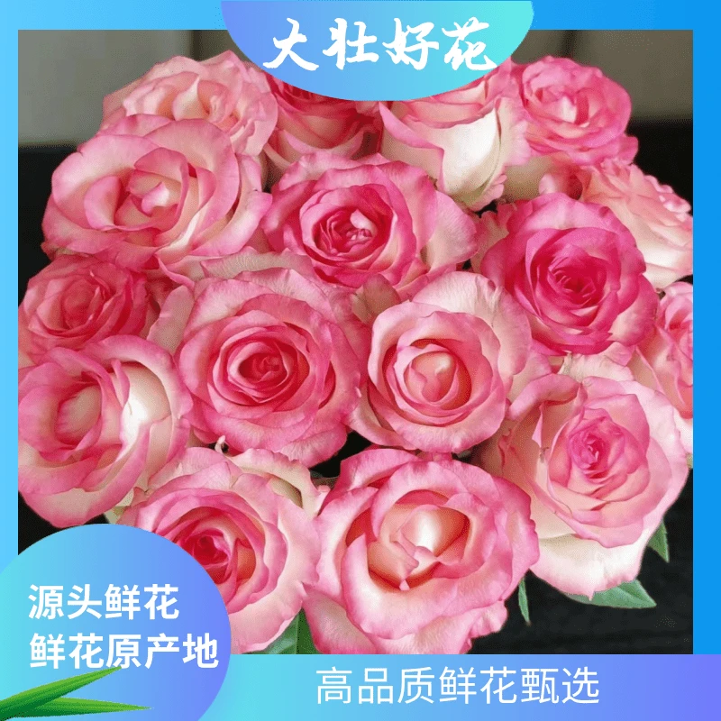 【艾莎玫瑰】大壮好花 云南基地直发