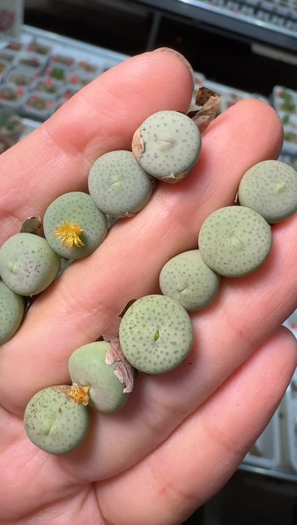 292多肉植物肉锥奶油嘴一颗